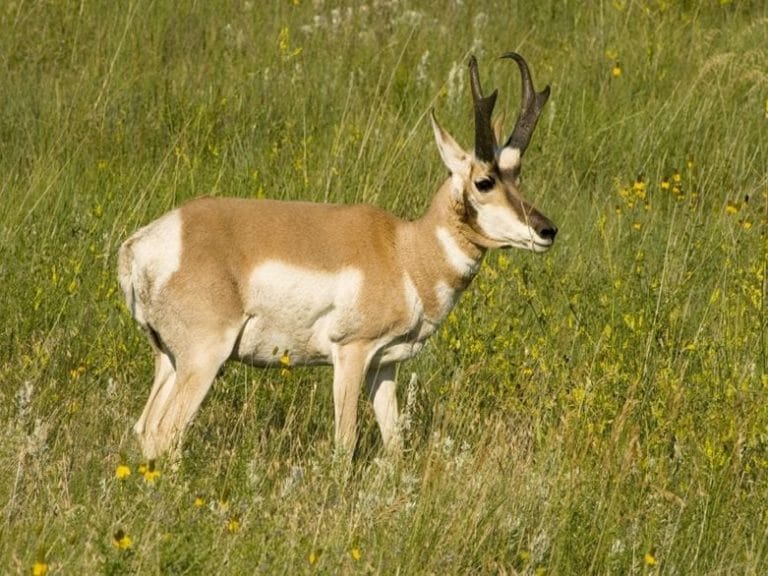 Pronghorn Antelope (Antilocapra americana)