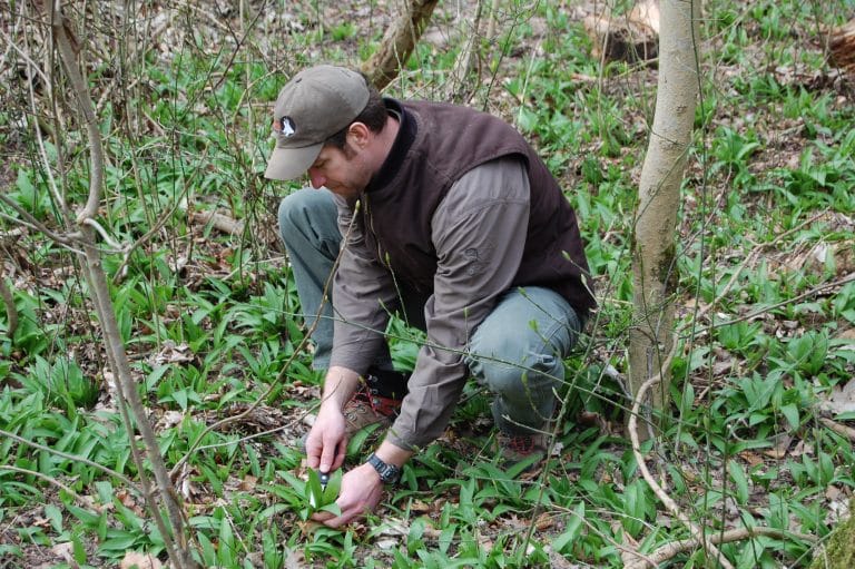 Wild Garlic (Bärlauch)