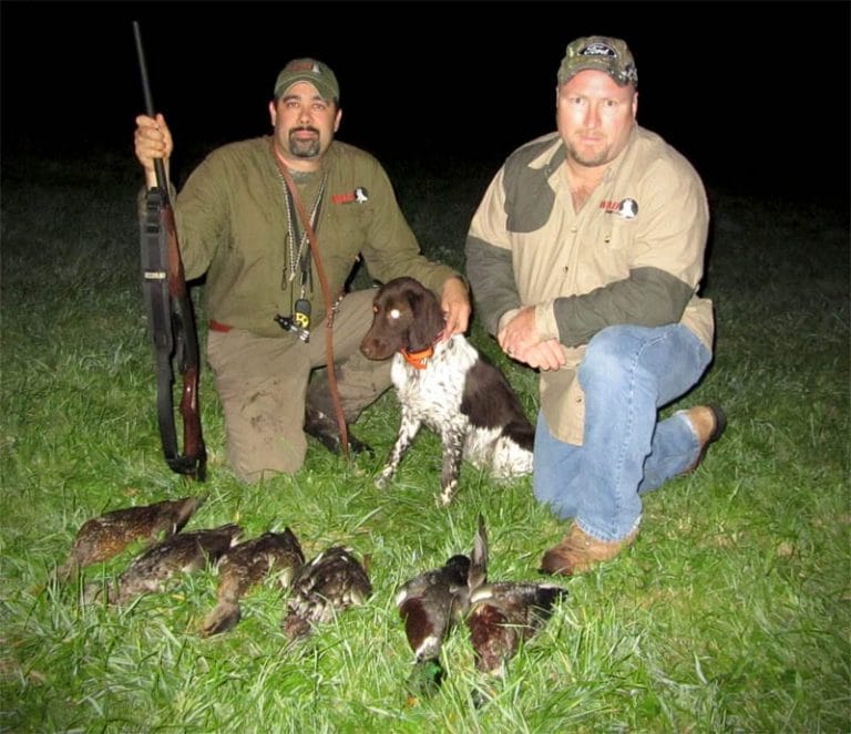 Mallard Duck (Anseriformes)