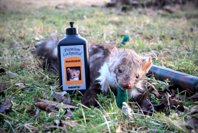 Pine marten (Martes martes)