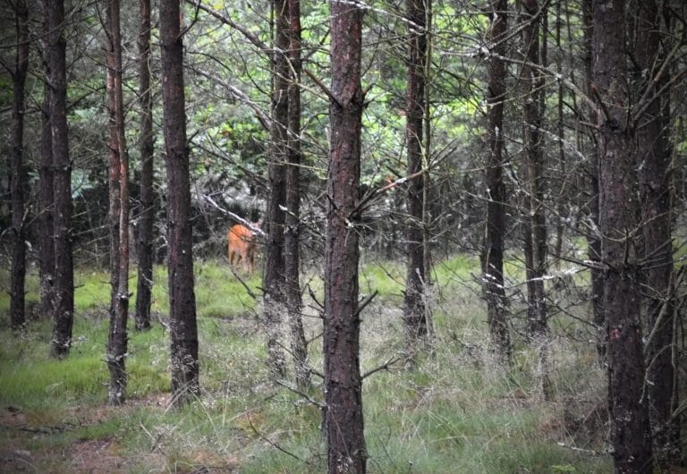 Taking the Kids Hunting