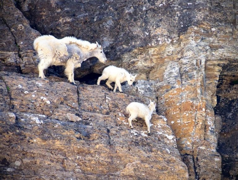 Rocky Mountain Goat (Oreamnos americanus)