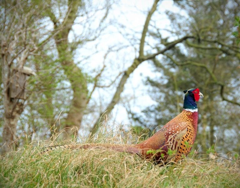 Ring-necked Pheasant (Phasianus colchicus)