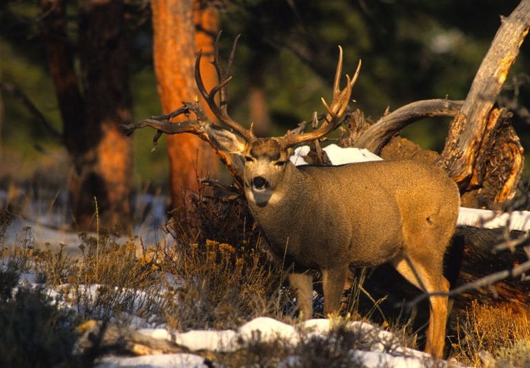 Mule Deer (Odocoileous hemionus)