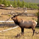 North American Elk (Cervus canadensis)