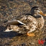 Mallard Duck (Anseriformes)