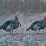 Five Spring Turkey Hunting Tips